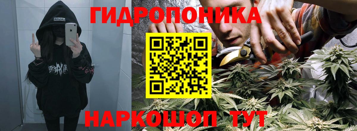 Конопля марихуана Курчалой